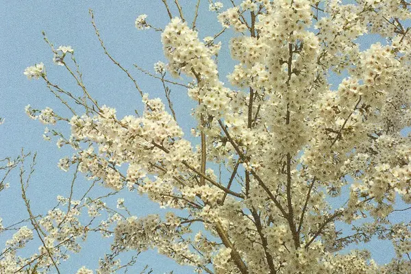 İlkbaharda kiraz çiçeği