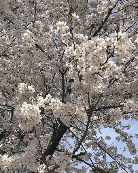 Bahçede güzel bahar çiçekleri