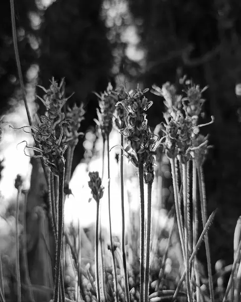 Bahçedeki güzel çiçekler