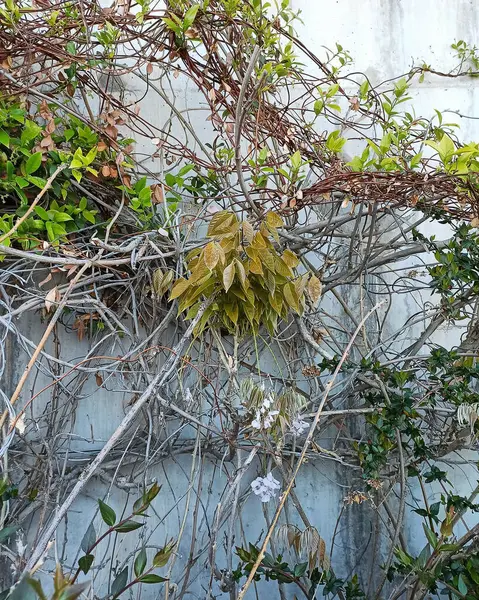 Güzel botanik fotoğrafı, doğal duvar kağıdı.