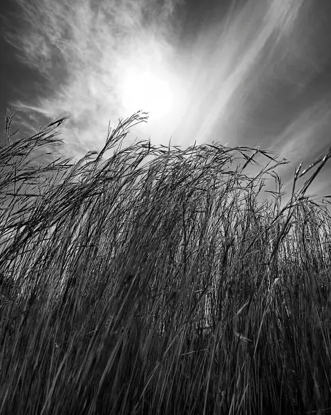 Buğdaylı güzel bir tarlanın siyah beyaz fotoğrafı