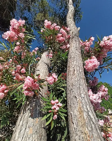 Güzel botanik fotoğrafı, doğal duvar kağıdı.