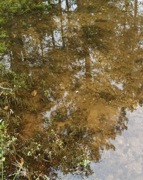 Ormandaki nehrin güzel manzarası