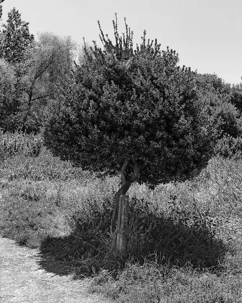 İsrail 'in kuzeyindeki deniz adası ormanının güzel manzarası.