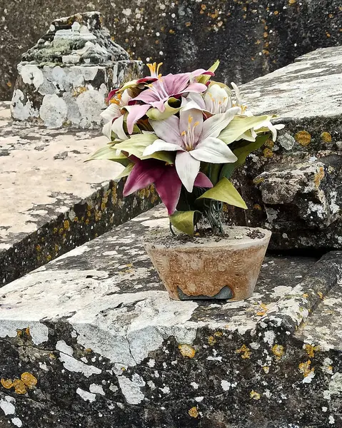 taş duvar ve çiçekler