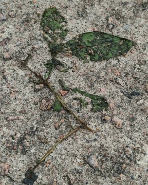 Yerde yeşil yapraklar