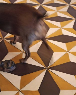 Şehirde köpek var.