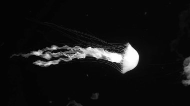 güzel beyaz denizanaları su altında, deniz okyanusu