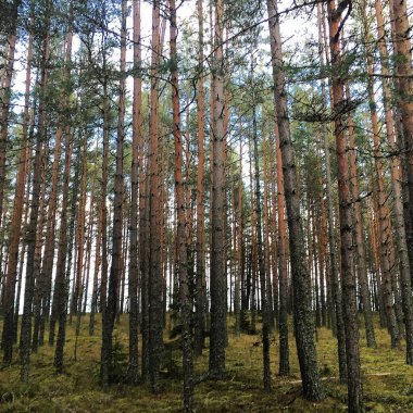 Sonbaharda çam ormanı