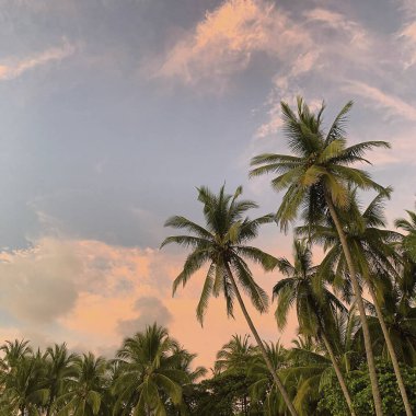 Mavi gökyüzünün arka planında hindistan cevizi palmiyeleri