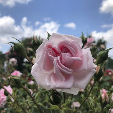 Bahçedeki güzel pembe güller