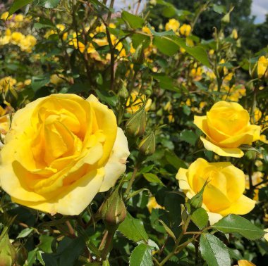 Bahçede açan sarı çiçeğe yaklaş.