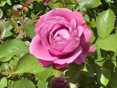 Bahçede güzel bir gül