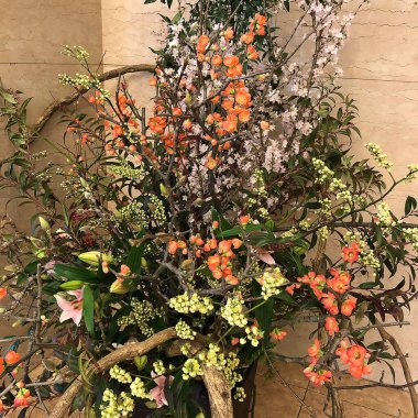 Bahçedeki güzel çiçekler