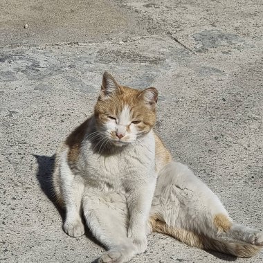 Sokaktaki sevimli kedi.