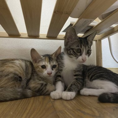 Sevimli kedilerin portresi