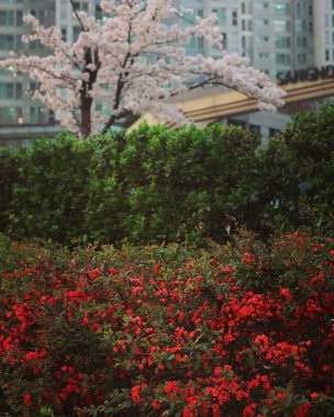 Bahçedeki güzel çiçekler