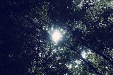 Ormanın güzel manzarası