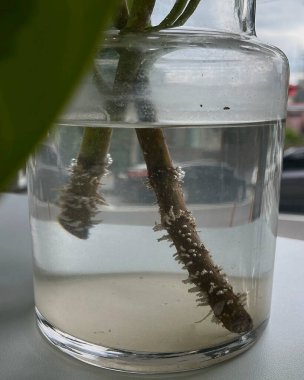 Genç bir bitkinin cam kavanozunu kapat.