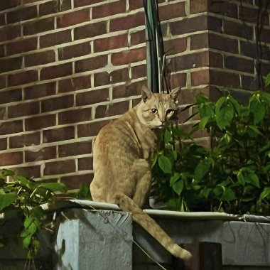 Bahçedeki kırmızı kedi