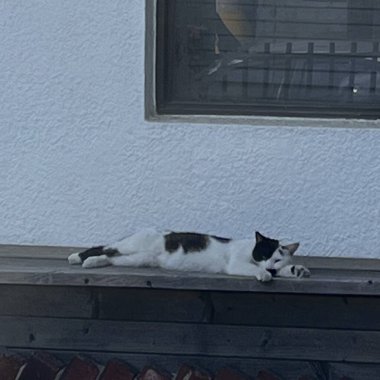 Sokaktaki beyaz kedi