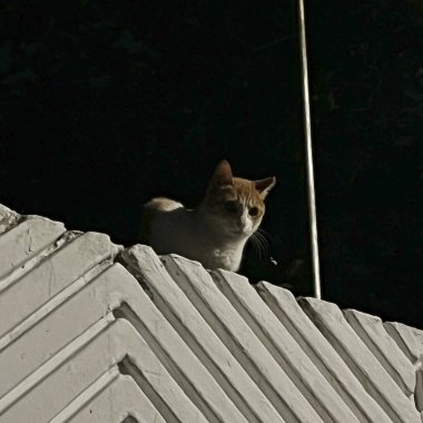 Kedi evin çatısında oturuyor.