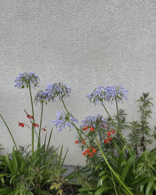 Güzel botanik fotoğrafı, doğal duvar kağıdı.