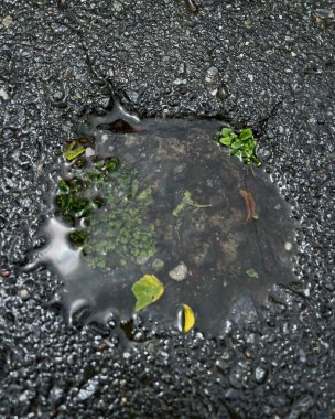 Yeşil çimenli su birikintisi