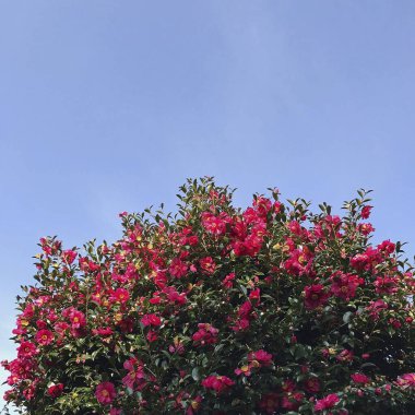 Bahçedeki güzel çiçekler