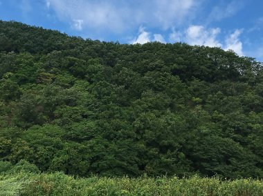 Tepedeki yeşil orman