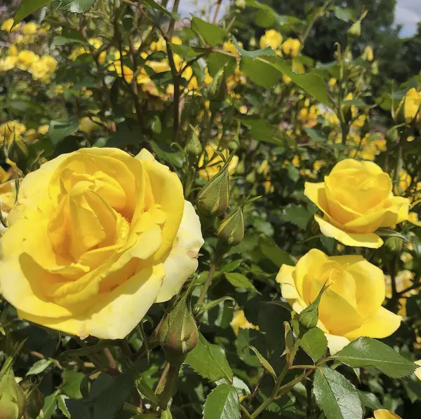 Bahçede açan sarı çiçeğe yaklaş.