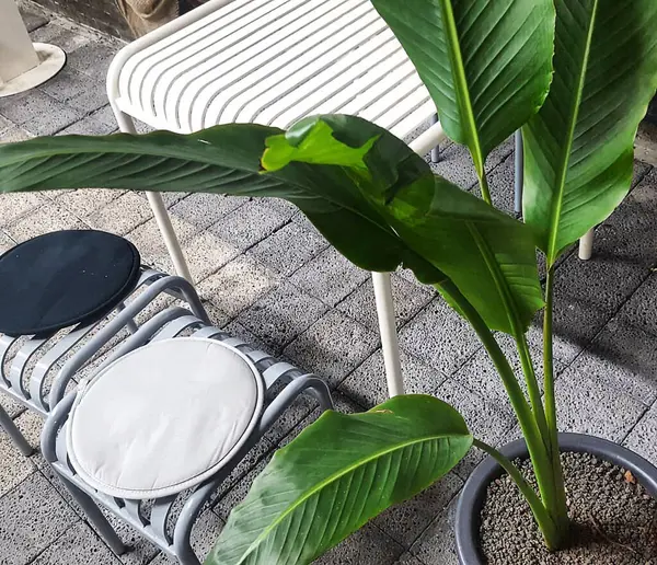 Bahçede yeşil yapraklar