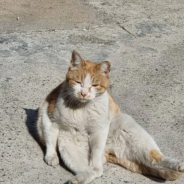 Sokaktaki sevimli kedi.