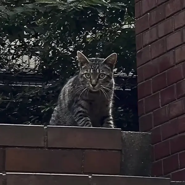 Kedi sokakta oturuyor.