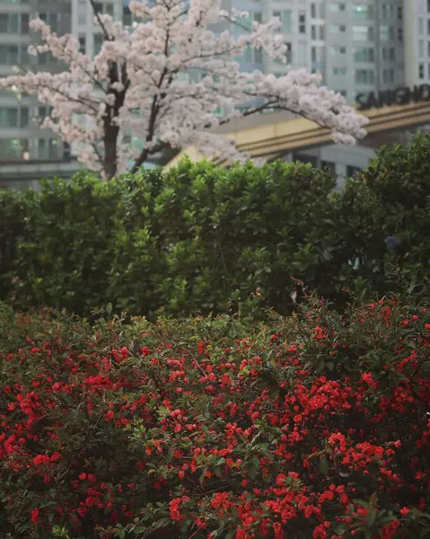 Bahçedeki güzel çiçekler