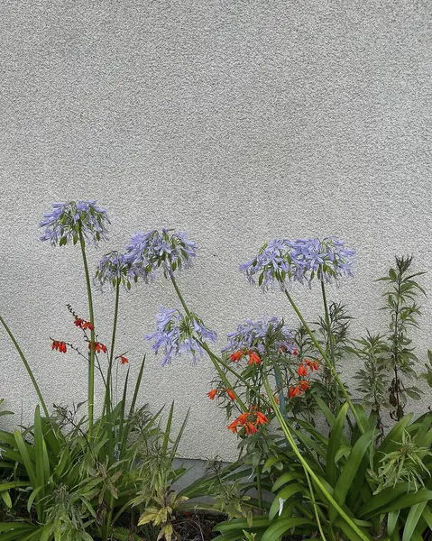 Güzel botanik fotoğrafı, doğal duvar kağıdı.