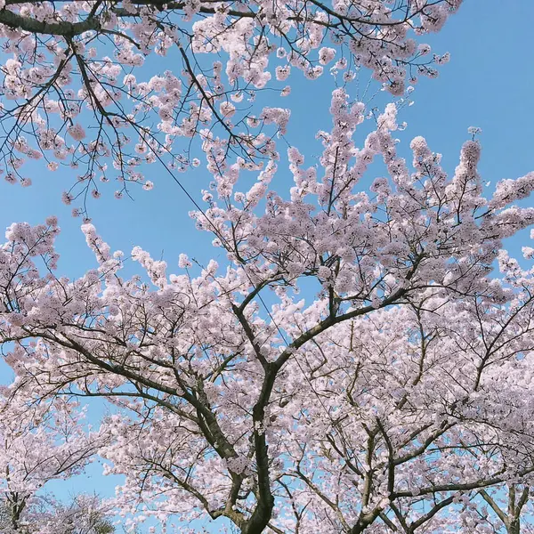 İlkbaharda kiraz çiçeği