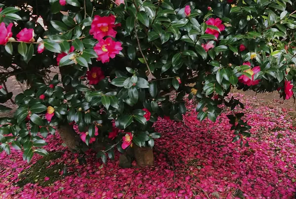 Bahçedeki güzel çiçekler