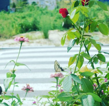 Bahçedeki güzel çiçekler