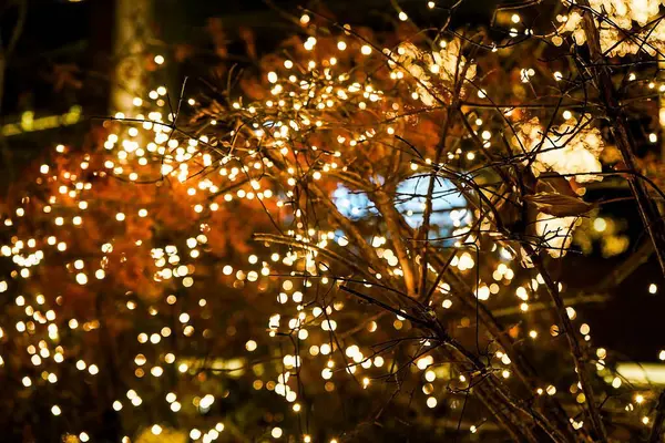 Geceleyin noel ağacı ışıkları