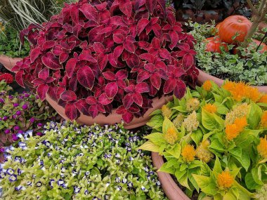 Bahçedeki güzel çiçekler