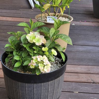 Bahçedeki yeşil bitkiler