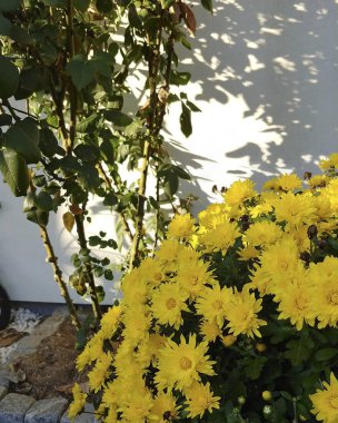 Bahçedeki güzel çiçekler