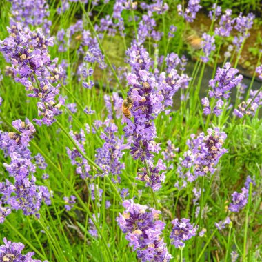 Bahçedeki güzel çiçekler