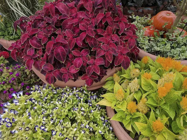 Bahçedeki güzel çiçekler