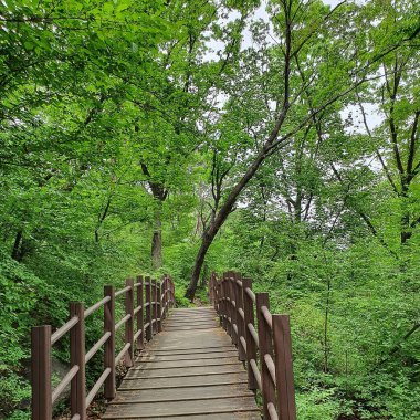 Ormanda ahşap köprü