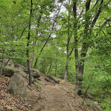 Ormanın güzel manzarası