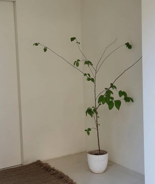 İç tasarım, beyaz duvarlı modern oda