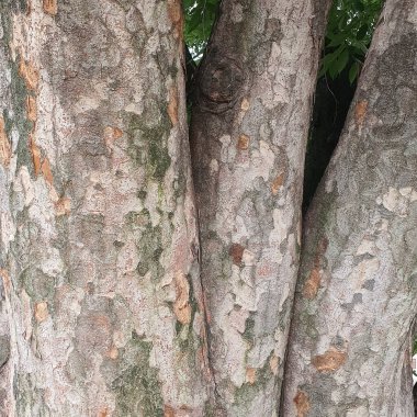 Ağaç kabuğu, doku, arka plan