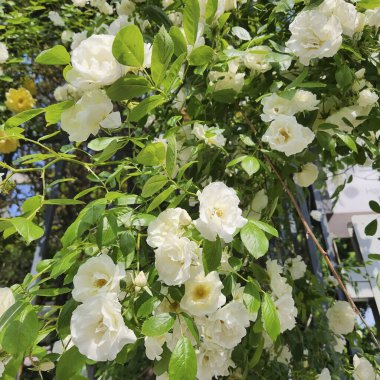 Bahçede güzel çiçekler, flora